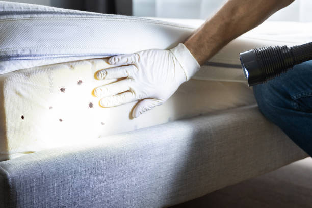 Best Affordable Pest Control Services  in Pekin, IL